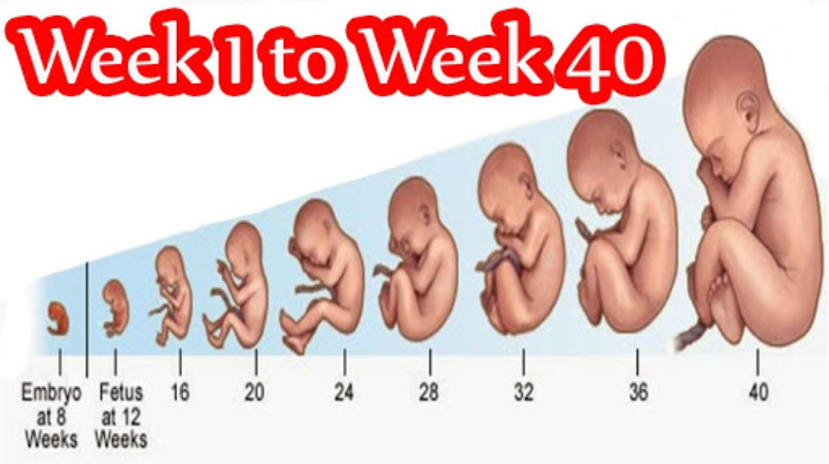 Development of Fetus from Month to Month - AIR-CLINIC
 Fetal Development Month 3
